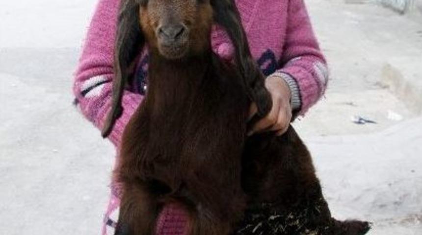 &Uuml;&ccedil; Ayaklı Oğlak Mahallenin Maskotu Oldu