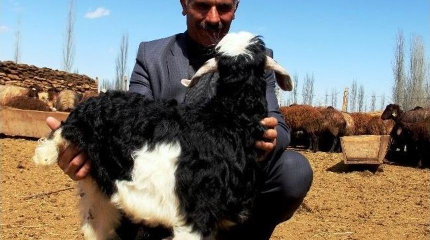 Iğdır'da &Uuml;&ccedil; Bacaklı Oğlak D&uuml;nyaya Geldi