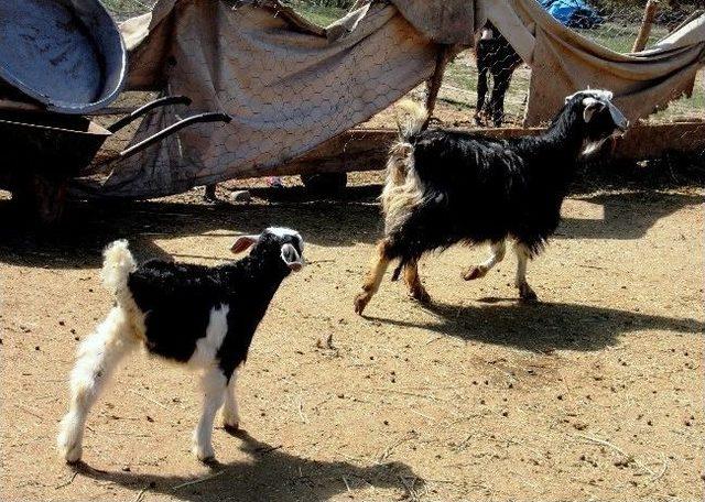 Iğdır da &Uuml;&ccedil; Bacaklı Oğlak D&uuml;nyaya Geldi 1