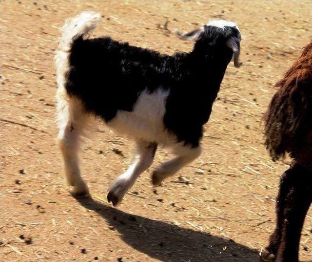 Iğdır da &Uuml;&ccedil; Bacaklı Oğlak D&uuml;nyaya Geldi 2