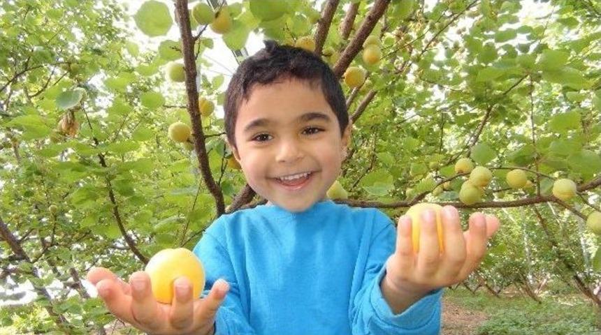 (&ouml;zel Haber) Silifke&rsquo;de Yılın İlk Kayısı Hasadı Yapıldı