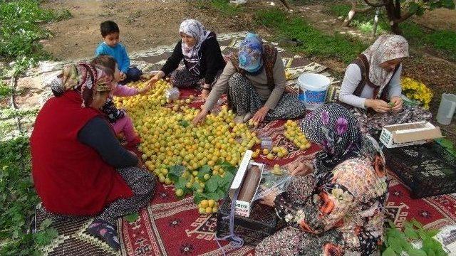 (özel Haber) Silifke’de Yılın İlk Kayısı Hasadı Yapıldı