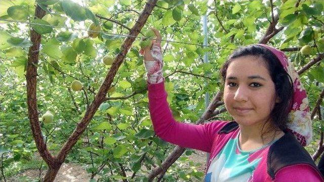 (özel Haber) Silifke’de Yılın İlk Kayısı Hasadı Yapıldı