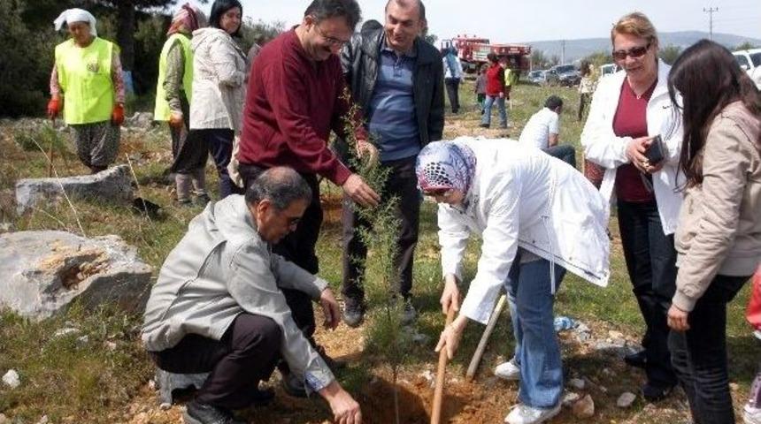 Maliyeciler Fidan Dikti