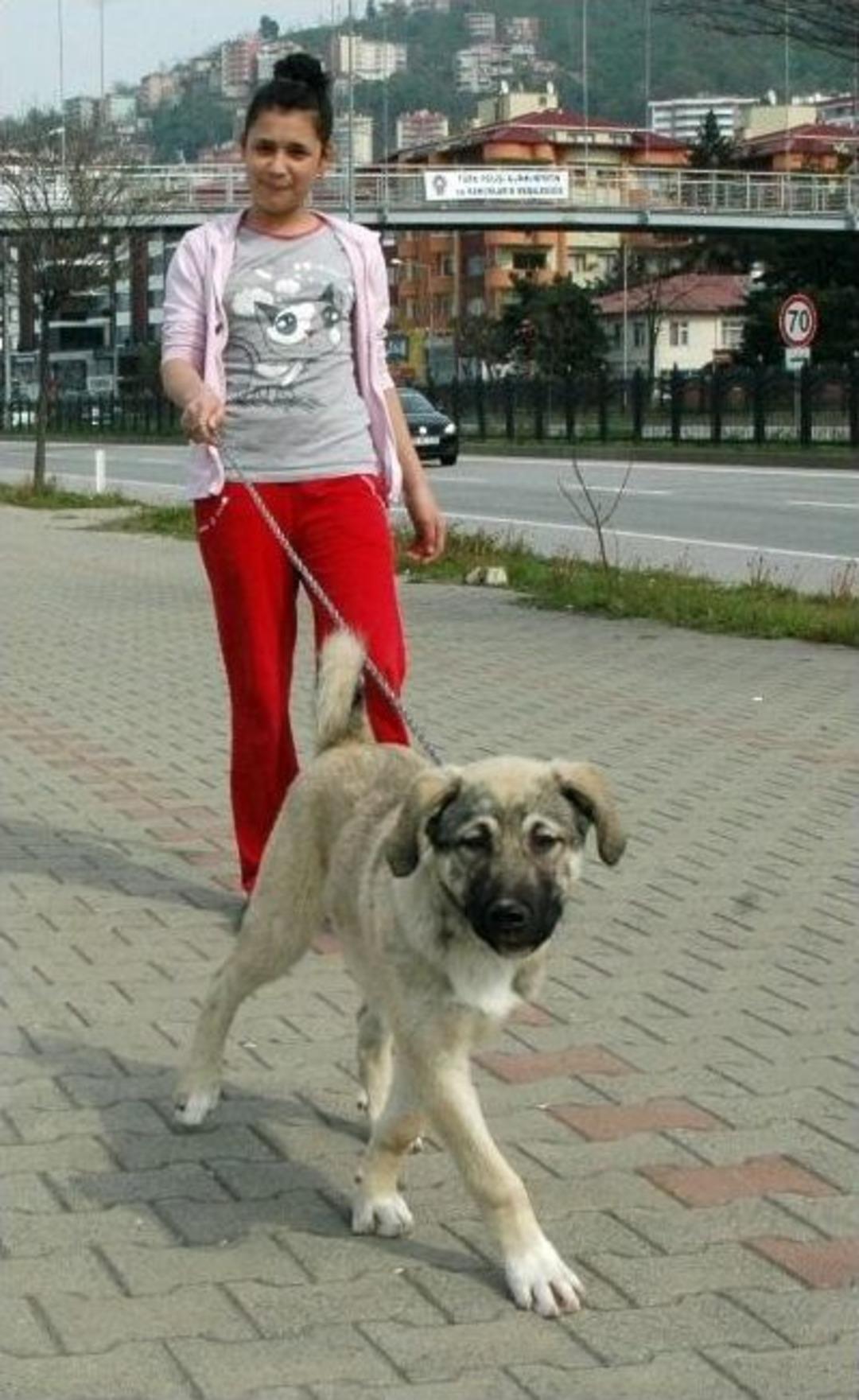 Bu Kızlar S&uuml;s K&ouml;peği Yerine Kangal Gezdiriyor