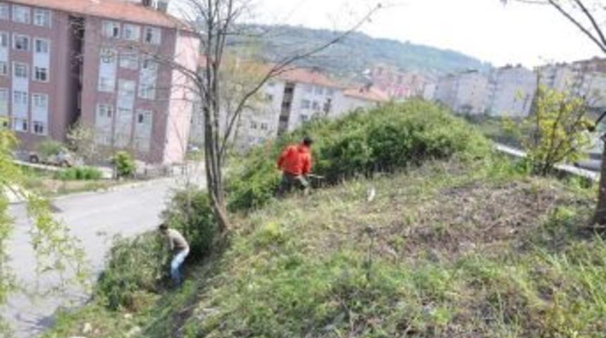 Alaplı&rsquo;da Yabani bitki temizlik &ccedil;alışmaları s&uuml;r&uuml;yor