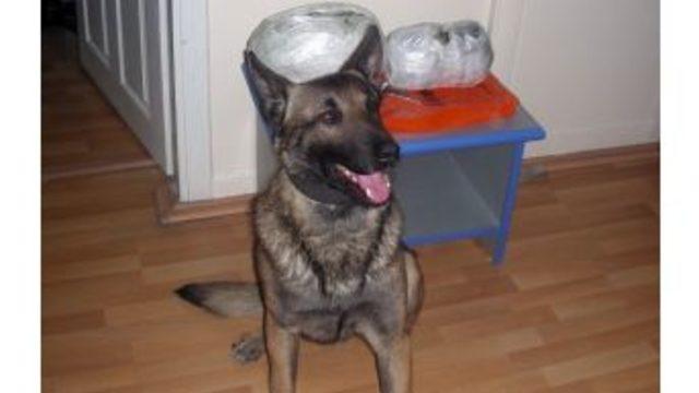 Dedektör Köpek 'oli', 5 Kilo Esrar Buldu