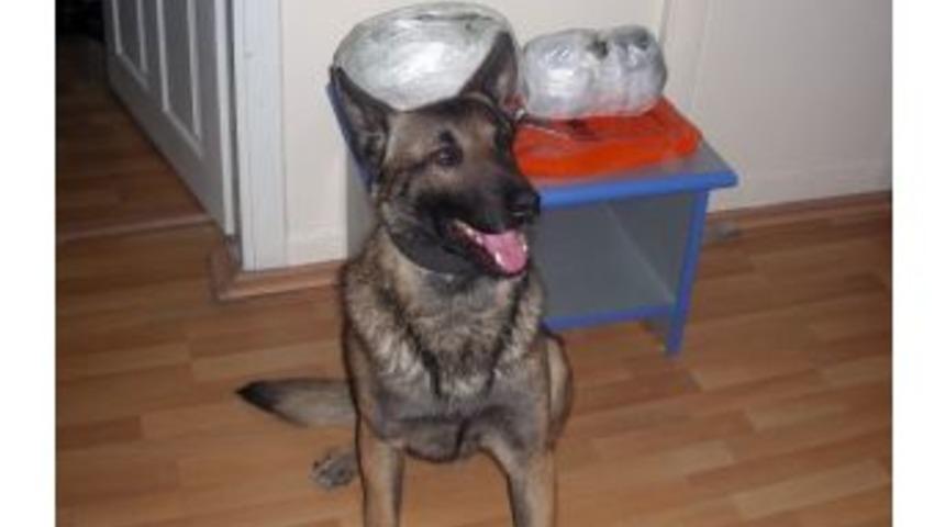 Dedektör Köpek 'oli', 5 Kilo Esrar Buldu