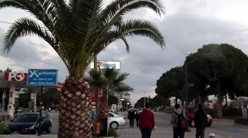 Aydın&rsquo;da Palmiye &Ouml;l&uuml;mleri Devam Ediyor