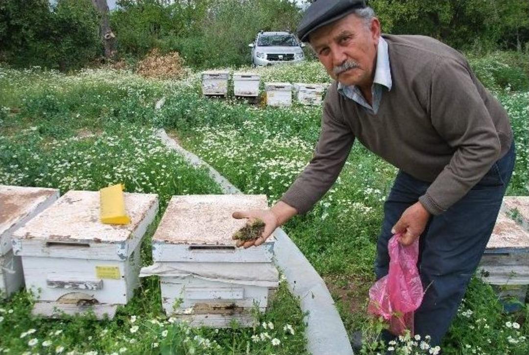 (&ouml;zel)- Aydın&rsquo;da Şaşırtan Arı &Ouml;l&uuml;mleri