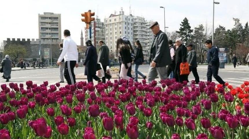 Menekşe-lale, Kayseri Şahane