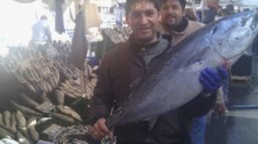 1 Bu&ccedil;uk Metrelik Dev Orkinos İlgi &Ccedil;ekti