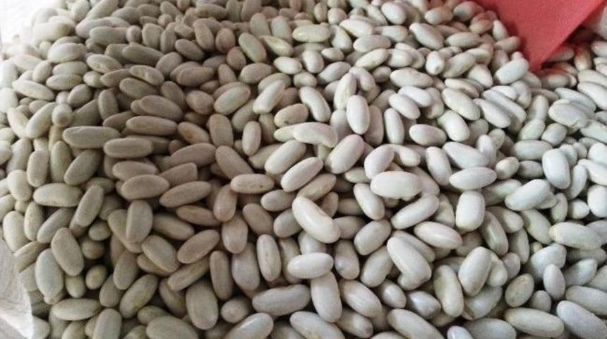 Tatvan&rsquo;da Kuru Fasulye Ekimi Yapılacak