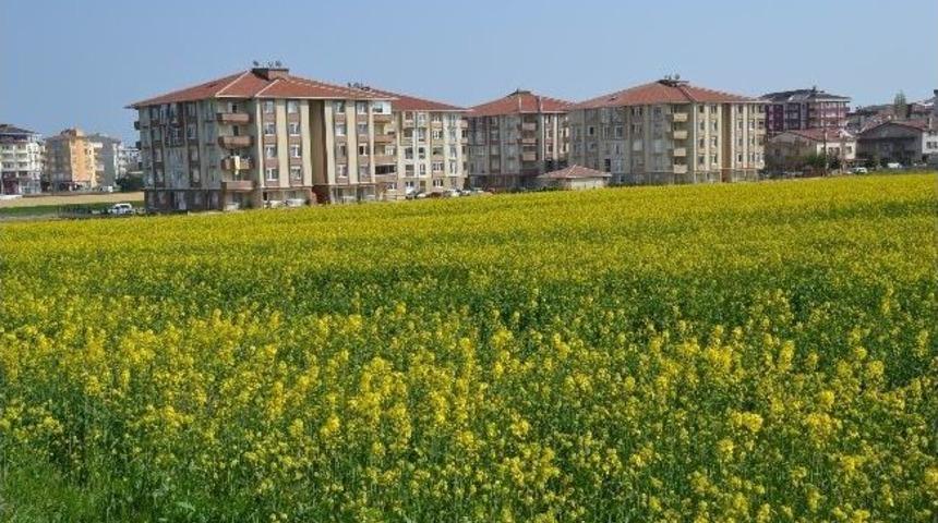 &Ccedil;orlu Sarıya B&uuml;r&uuml;nd&uuml;