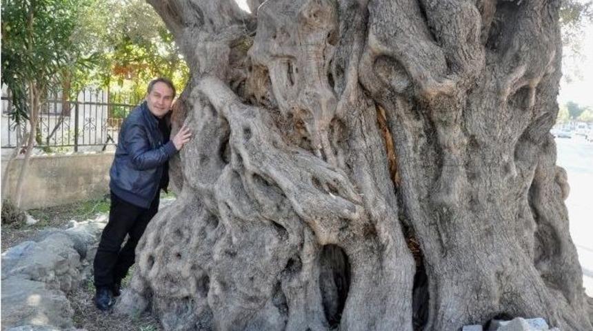 Bin Yıllık Ağa&ccedil;lar B&uuml;y&uuml;leyecek