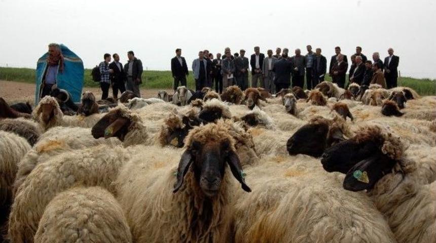 Adıyaman'da Sertifikalı &Ccedil;obanlar G&ouml;rev Yapacak