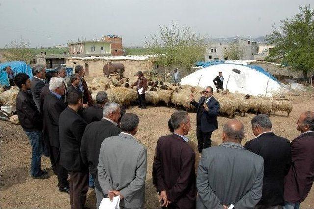 Adıyaman'da Sertifikalı Çobanlar Görev Yapacak