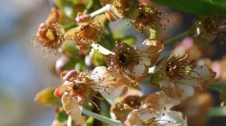 Tokat&rsquo;ta 40 K&ouml;yde Meyve Ağa&ccedil;larını Zirai Don Vurdu