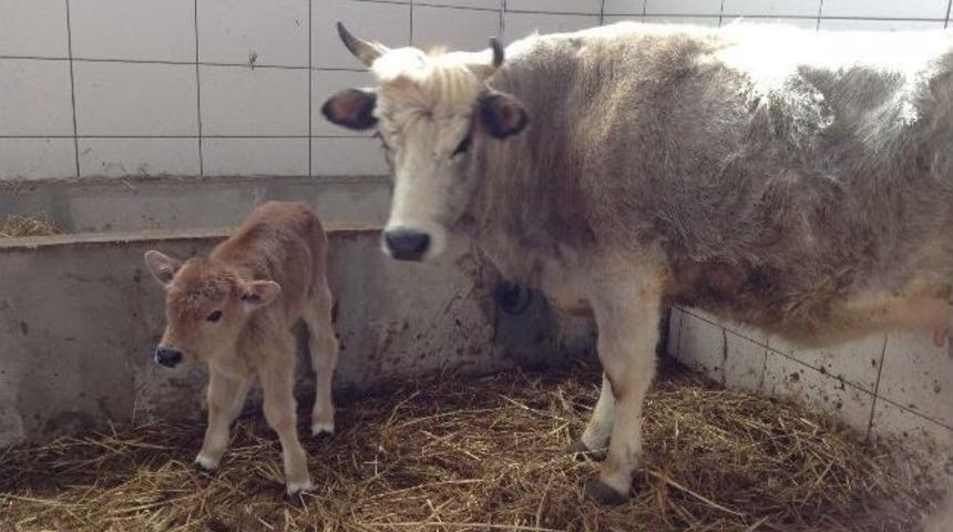 T&uuml;rkiye&rsquo;nin Ve D&uuml;nya&rsquo;nın İlk Klon Anadolu Boz Sığırlarından Sağlıklı Yavrular &Uuml;retildi