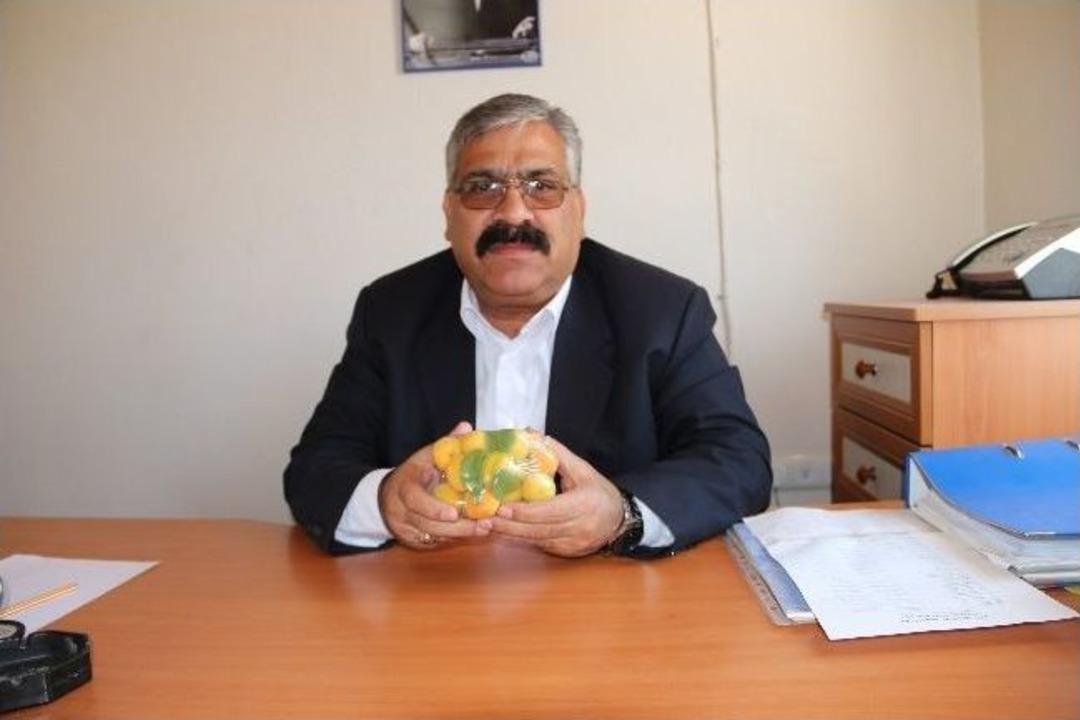 (&ouml;zel Haber) Mut&rsquo;ta Erkenci Kayısı Hasadı Başladı