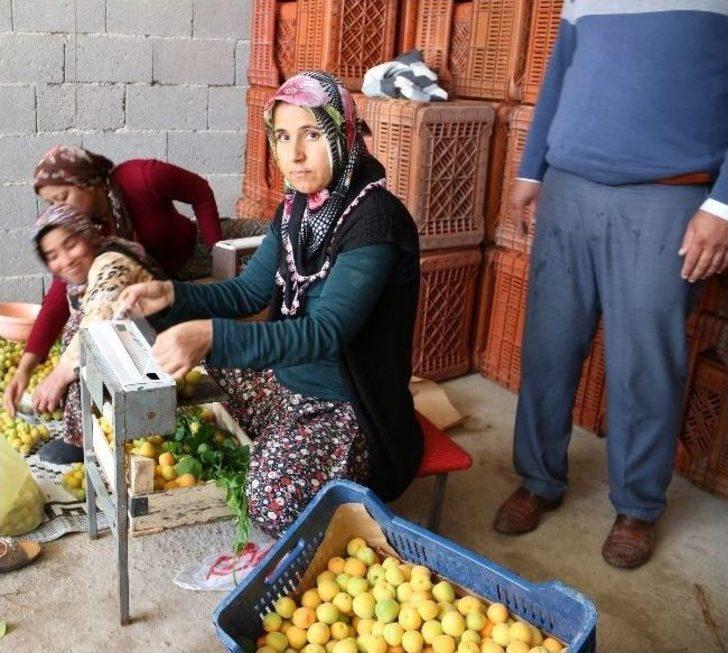 (özel Haber) Mut’ta Erkenci Kayısı Hasadı Başladı G5