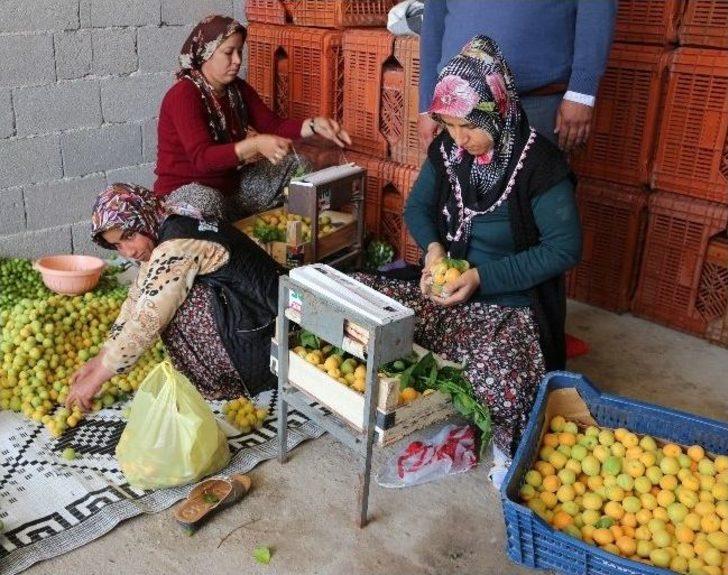 (özel Haber) Mut’ta Erkenci Kayısı Hasadı Başladı G1