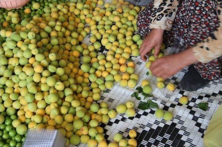 (özel Haber) Mut’ta Erkenci Kayısı Hasadı Başladı G2
