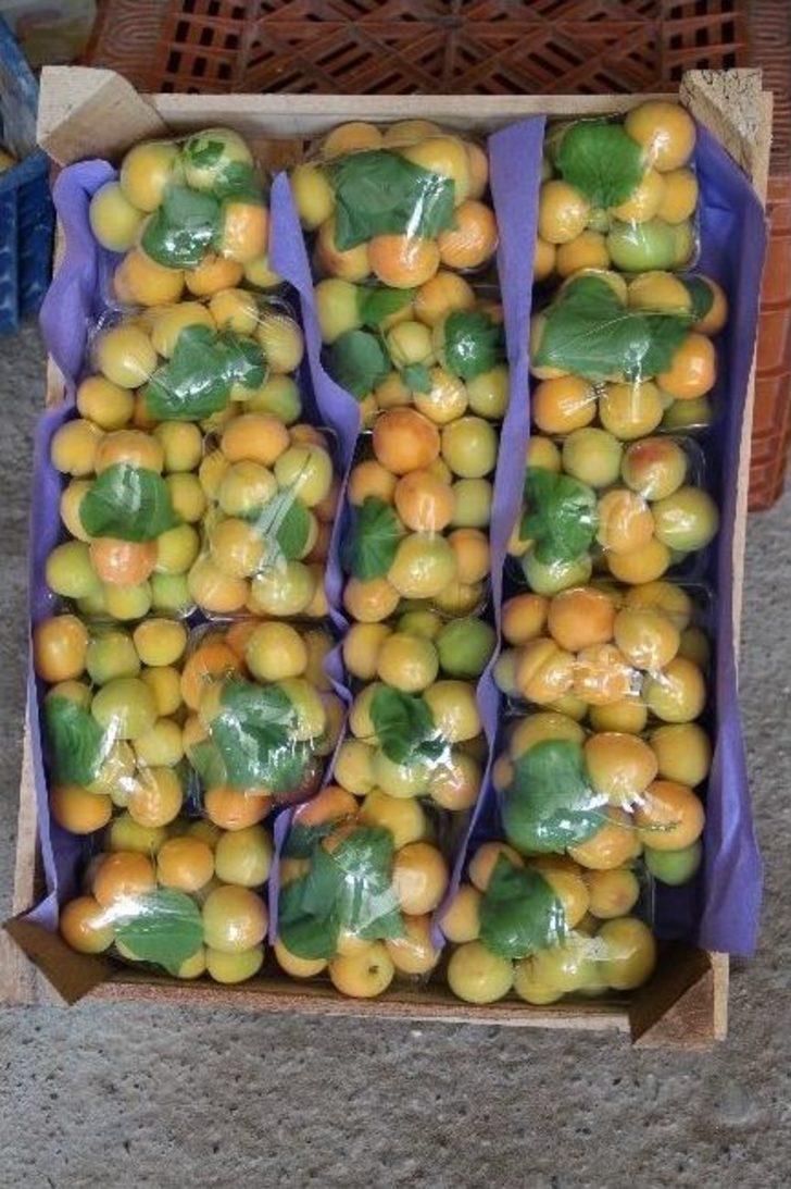 (özel Haber) Mut’ta Erkenci Kayısı Hasadı Başladı G3