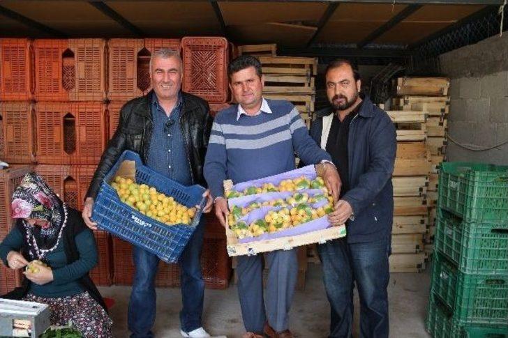 (özel Haber) Mut’ta Erkenci Kayısı Hasadı Başladı G4