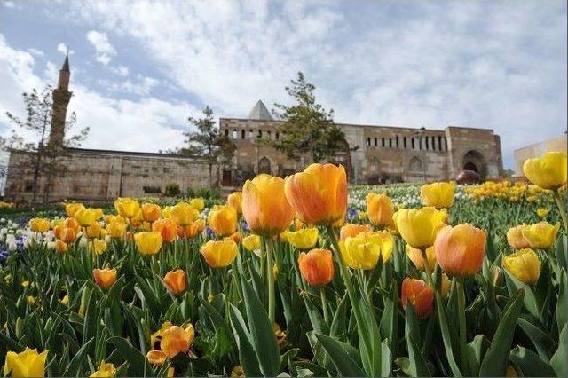 Konya&rsquo;da &ldquo;lale Mevsimi&rdquo; 1