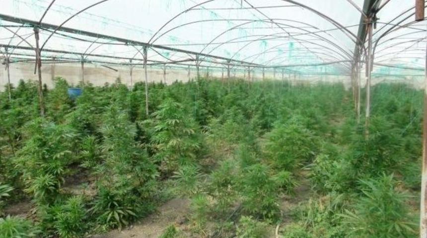 Tarsus'ta Uyuşturucu Serası