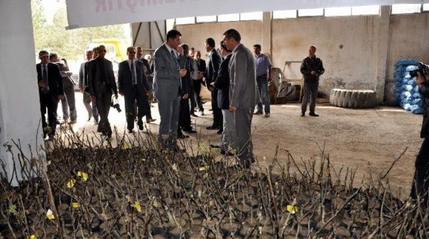 Suşehri&rsquo;nde 850 Adet Ceviz Fidanı Dağıtıldı