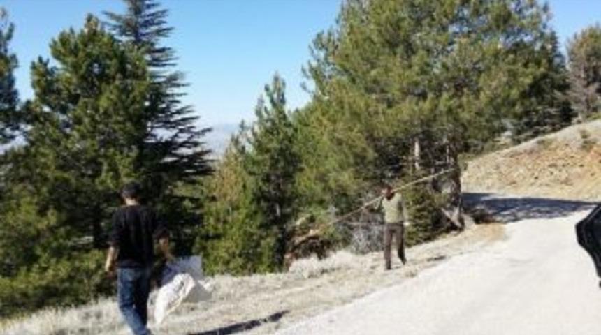 Kızıldağ Milli Parkı&rsquo;nda &ldquo;&ccedil;am Kese B&ouml;ceği&rdquo; Tehlikesi