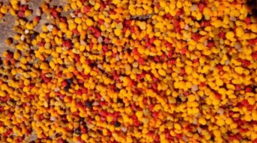 Arılar  Galatasaray ve Fenerbah&ccedil;e renklerinde  pollen &uuml;retiyorlar