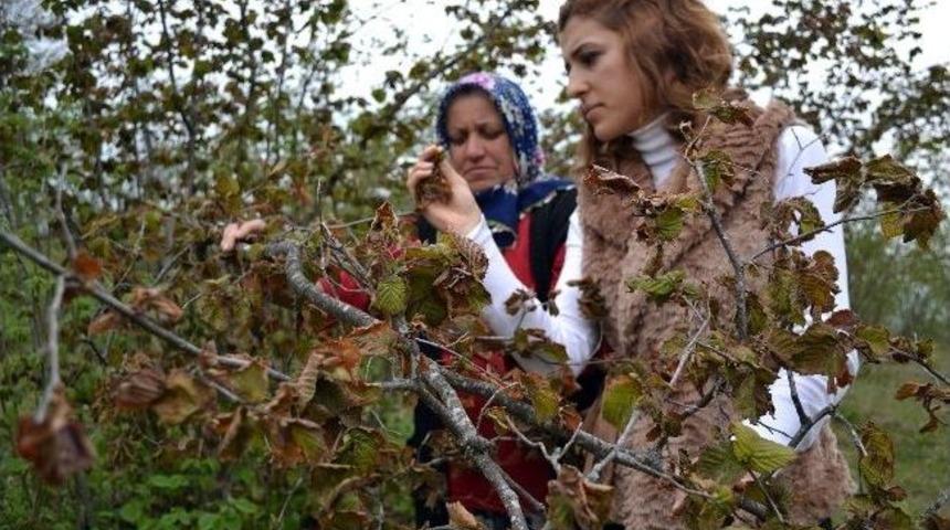 Dondan Zarar G&ouml;ren Bah&ccedil;eler Sonbaharı Anımsatıyor