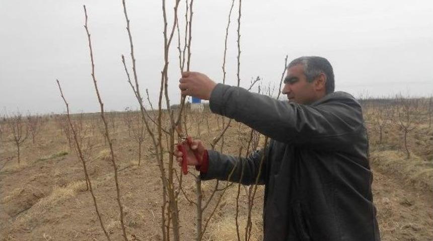 Adilcevaz'da Ağa&ccedil; Budama D&ouml;nemi