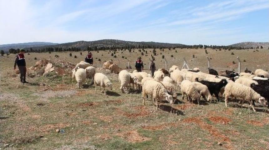 Kayıp Koyunları Jandarma Bulup Sahibine Teslim Etti