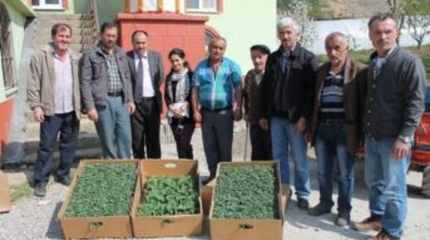 Serada Yetişen Yeni &Ccedil;eşit Fideler Deneniyor