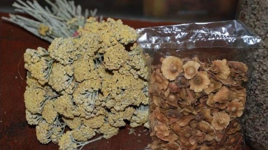 Kadın Hastalıklarına Bitkisel &Ccedil;&ouml;z&uuml;m