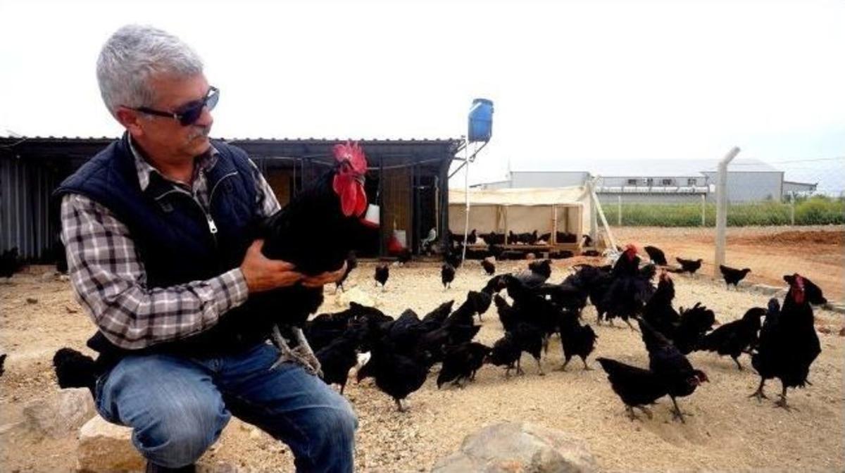 Sarıg&ouml;l&rsquo;de Doğal Ortamda 9 T&uuml;r Tavuk Ve Horoz &Uuml;retimine Başlandı