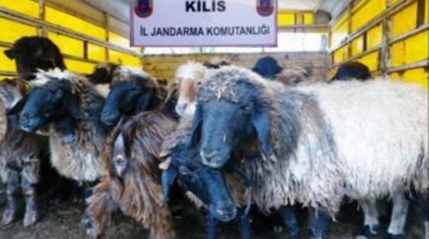 Kilis'te 161 Adet K&uuml;&ccedil;&uuml;kbaş Hayvan Ele Ge&ccedil;irildi