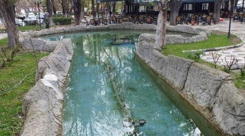 K&uuml;tahya'da Elektrik Akımına Kapılan S&uuml;s K&ouml;peği Telef Oldu