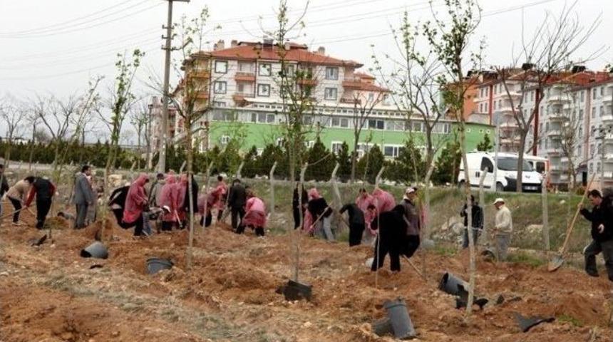 Km&uuml;&rsquo;de Bin 850 Fidan Toprakla Buluşturuldu