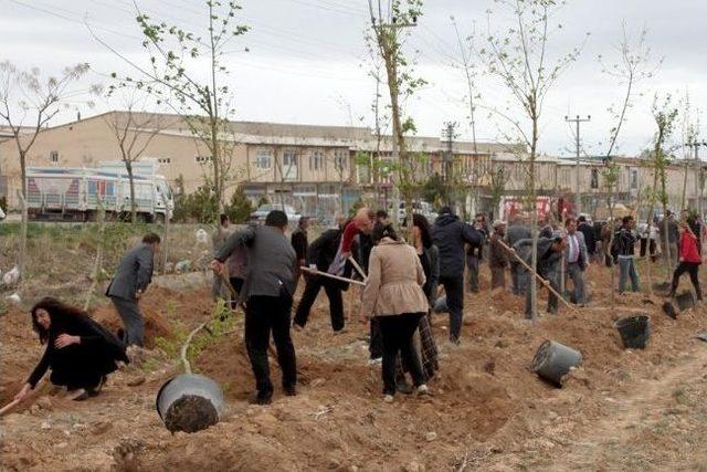 Kmü’de Bin 850 Fidan Toprakla Buluşturuldu 3