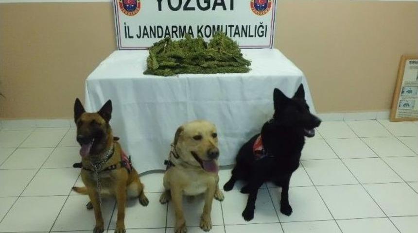 Sorgun&rsquo;da 4 Kilo Esrar Ele Ge&ccedil;irildi