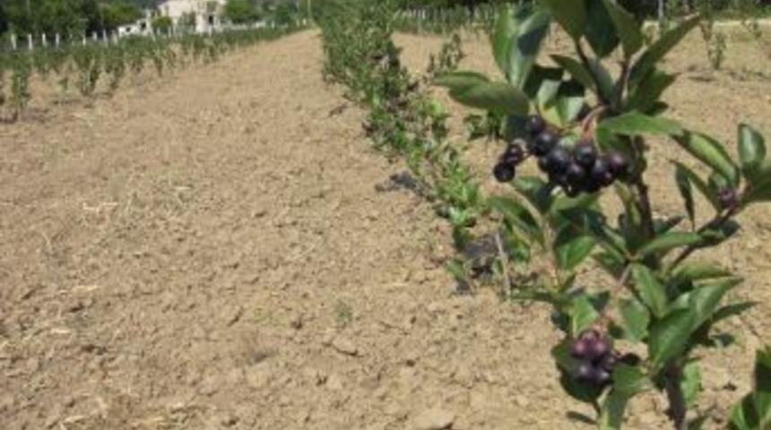 Bosna Hersek&rsquo;te Aronia Ekimi Ve Tarımsal İstihdama Destek