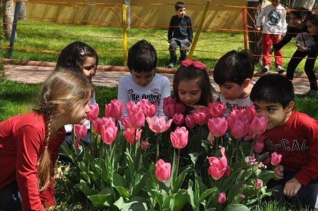 Gkv&rsquo;liler İlkbaharı Lalelerle Karşıladı 2