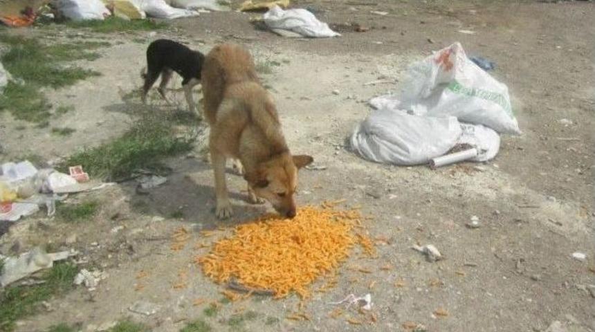 Sokak Hayvanlarını Yemleme &Ccedil;alışmaları Devam Ediyor