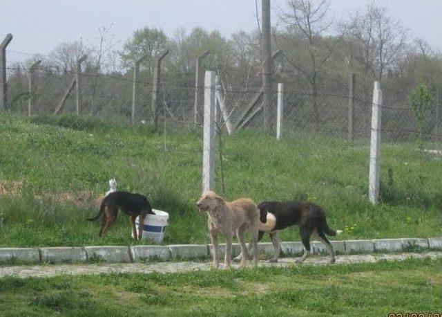 Sokak Hayvanlarını Yemleme Çalışmaları Devam Ediyor