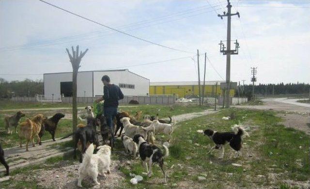 Sokak Hayvanlarını Yemleme Çalışmaları Devam Ediyor